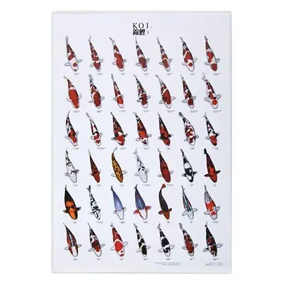 Markenprodukt Koi Poster 1 (96 x 69cm)