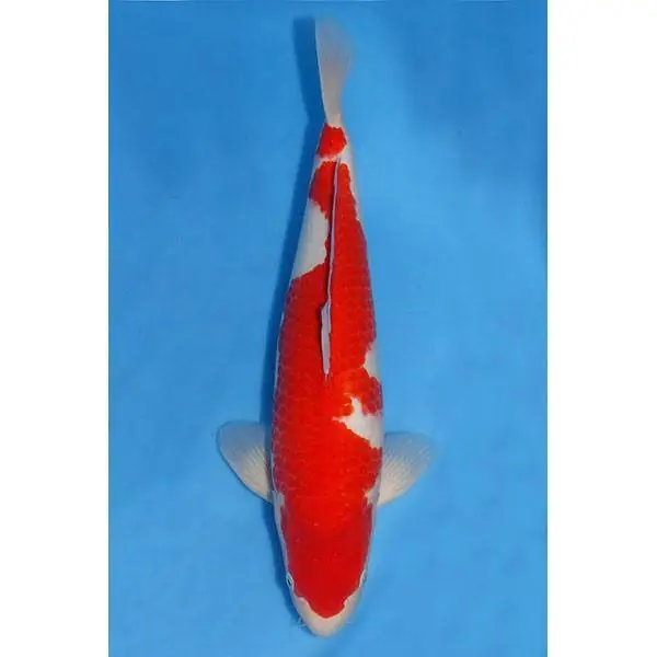 Gratis Versand Kohaku Nummer: 1A50FT45 0279