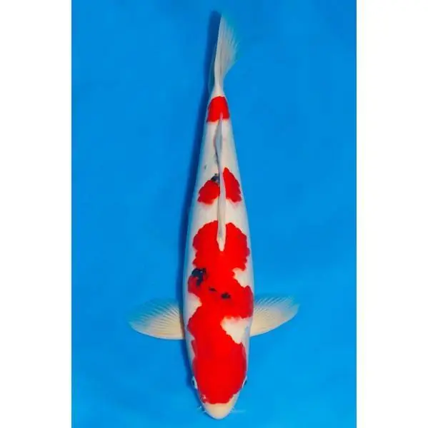 Markenprodukt Sanke Nummer: 3WK25Q75 7483
