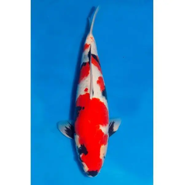 Garantierte Lieferung Showa Nummer: 3307XL5L 7781