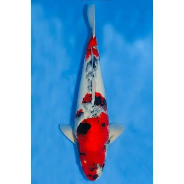 Showa Nummer: 3D7D3B71 7424 Highlight
