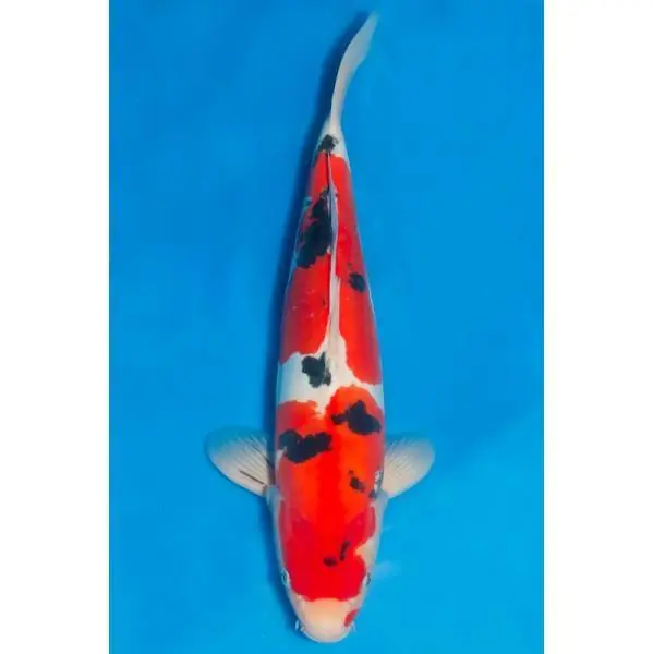 Doitsu Sanke Nummer: 3A265QM7 7515 Must-Have