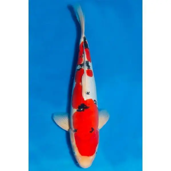 Top-Seller Doitsu Sanke Nummer: 3315ND1Y 7832